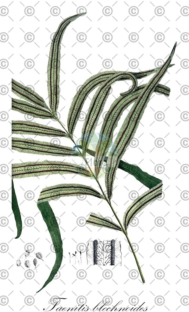 HistAbb_wfo-0000320546_1_ENZY_Simple | Historische Abbildung von Taenitis blechnoides - Pteridaceae | Historical Illustration of Taenitis blechnoides - Pteridaceae