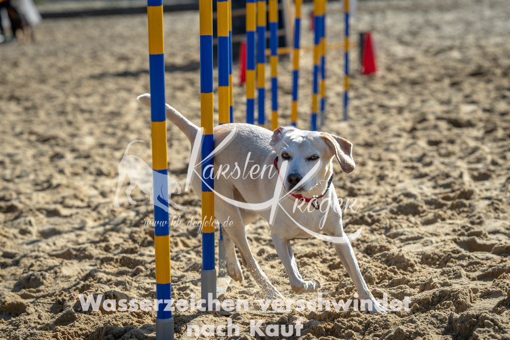 1117_ZZ90924 | kk-dogfotos