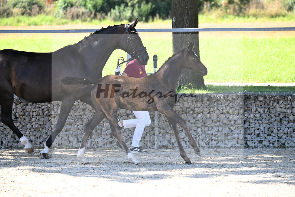 Kat-Nr. 5 Diamantenglanz x Foundation_SF_ZG Weiss u Moldenhauer_26250068 | hf-fotografie - Realisiert mit Pictrs.com