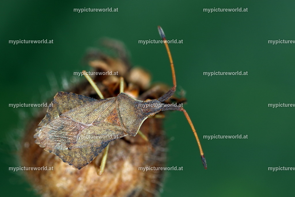 Syromastus rhombeus-001 | Das Bilderarchiv über Tiere, Planzen und Landschaften. In der Bilddatenbank finden Sie ein große Auswahl an hochwertigen Bilder für Ihre Werbung - Realized with Pictrs.com