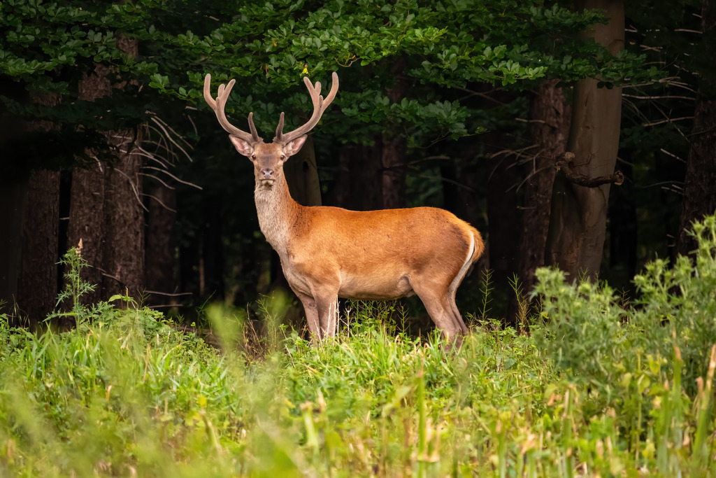 Wandbild - Rothirsch der König des Waldes | Ein prächtiger Rothirsch steht aufmerksam in einer grünen Waldlichtung. Sein beeindruckendes Geweih und das rotbraune Fell machen ihn zu einem beeindruckenden Anblick. Der Hirsch ist ruhig und gelassen, sein Blick ist direkt auf die Kamera gerichtet. Im Hintergrund erstreckt sich der dichte Wald mit seinen hohen Bäumen, der eine friedliche und naturbelassene Atmosphäre schafft. Der Vordergrund ist mit verschiedenen Gräsern und Pflanzen bedeckt, die das natürliche Umfeld des Hirsches betonen.