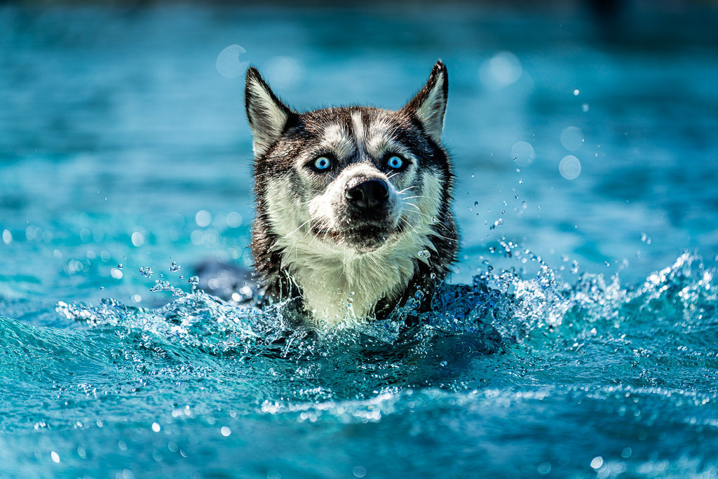 allesWIRTHgut Tierfotografie - 7IV01542 | Professionelle Tierfotografie in Mönchengladbach von Daniel Wirth (allesWIRTHgut). Liebevolle & natürliche Bilder von Hunden & Katzen für unvergessliche Erinnerungen.