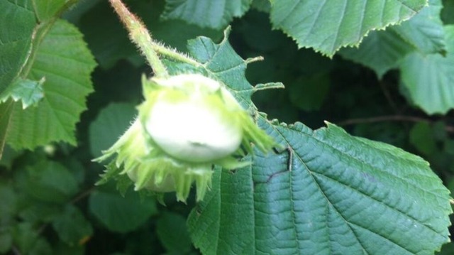blatt-und-frucht-der-haselnuss | Verkauf von Fotos und  Videoclips zumThema Natur.Motive sind Pflanzen, Tiere, Landschaftenund Wetter - Realisiert mit Pictrs.com