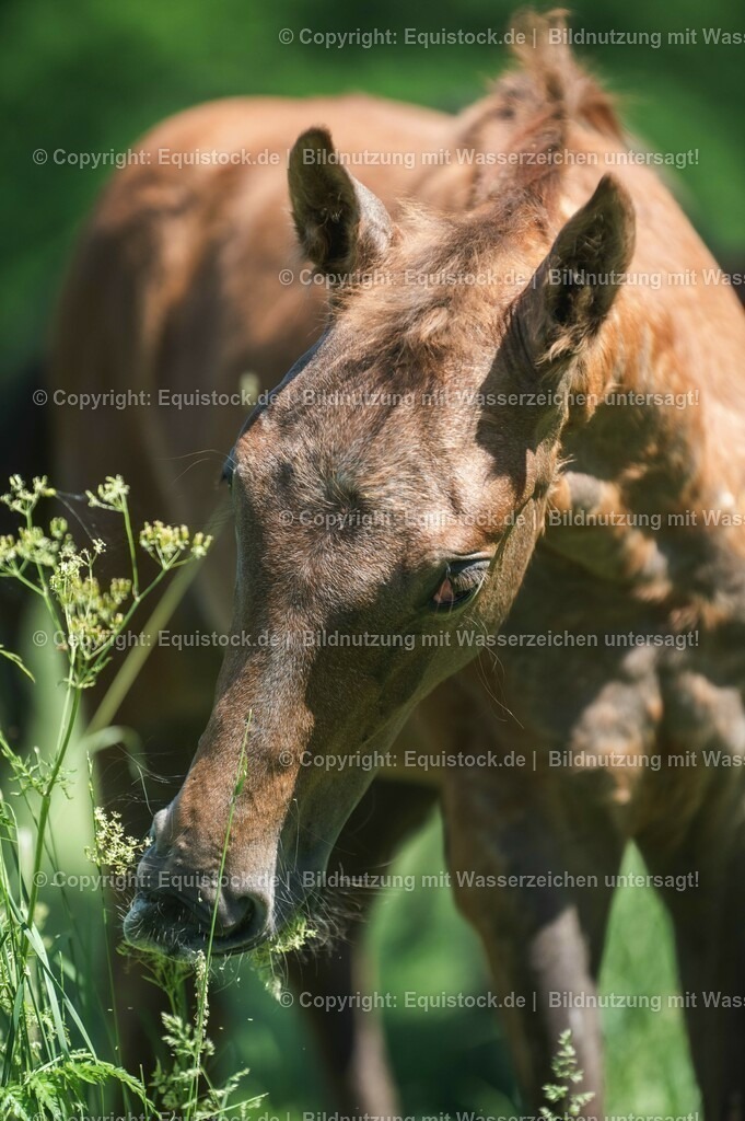 20210617_Fohlen_0113 | Foto: Thomas Hartig