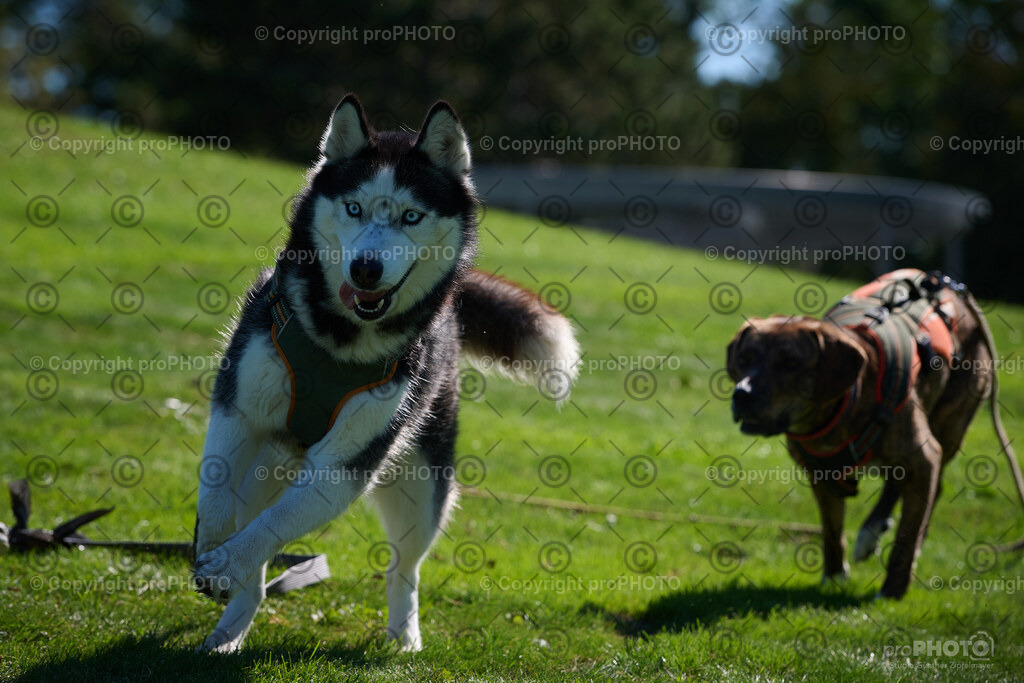 039_202509_4Hundebadetag_NZ9_2200 | proPHOTO - Realisiert mit Pictrs.com