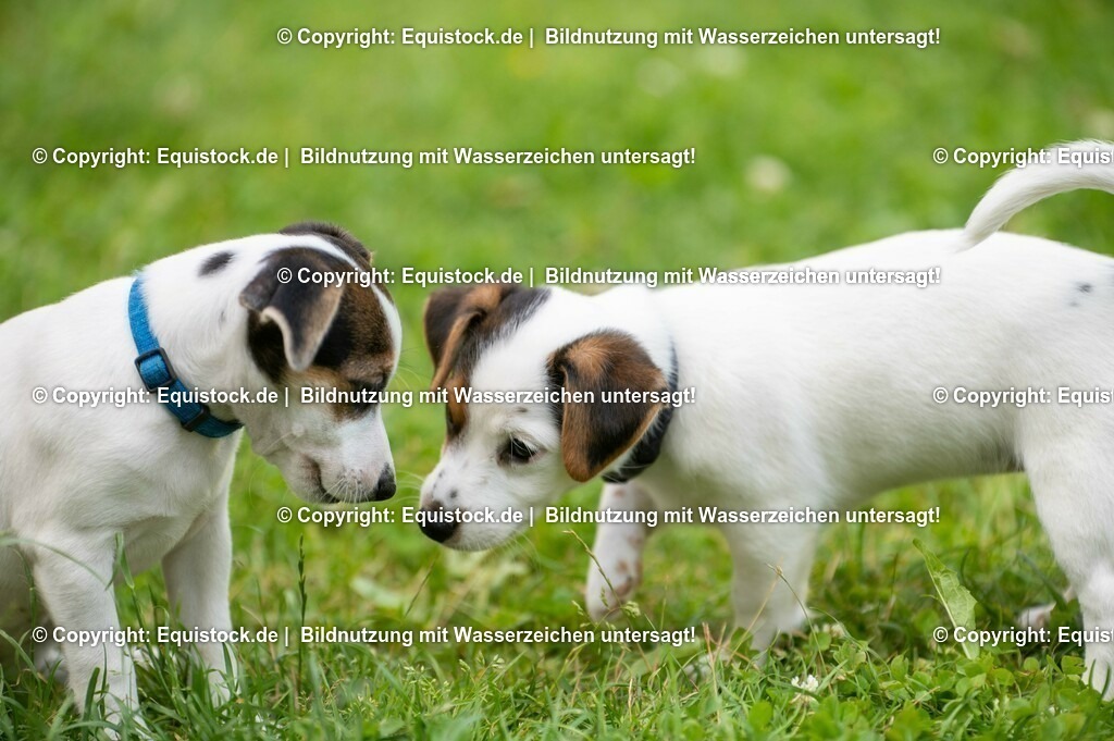 20210719_Welpen_0021 | equistock