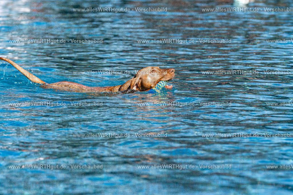 Hundeschwimmen_Volksbad_2026-allesWIRTHgut_Tierfotografie-2609061121-FAY06216 | Professionelle Tierfotografie in Mönchengladbach von Daniel Wirth (allesWIRTHgut). Liebevolle & natürliche Bilder von Hunden & Katzen für unvergessliche Erinnerungen.