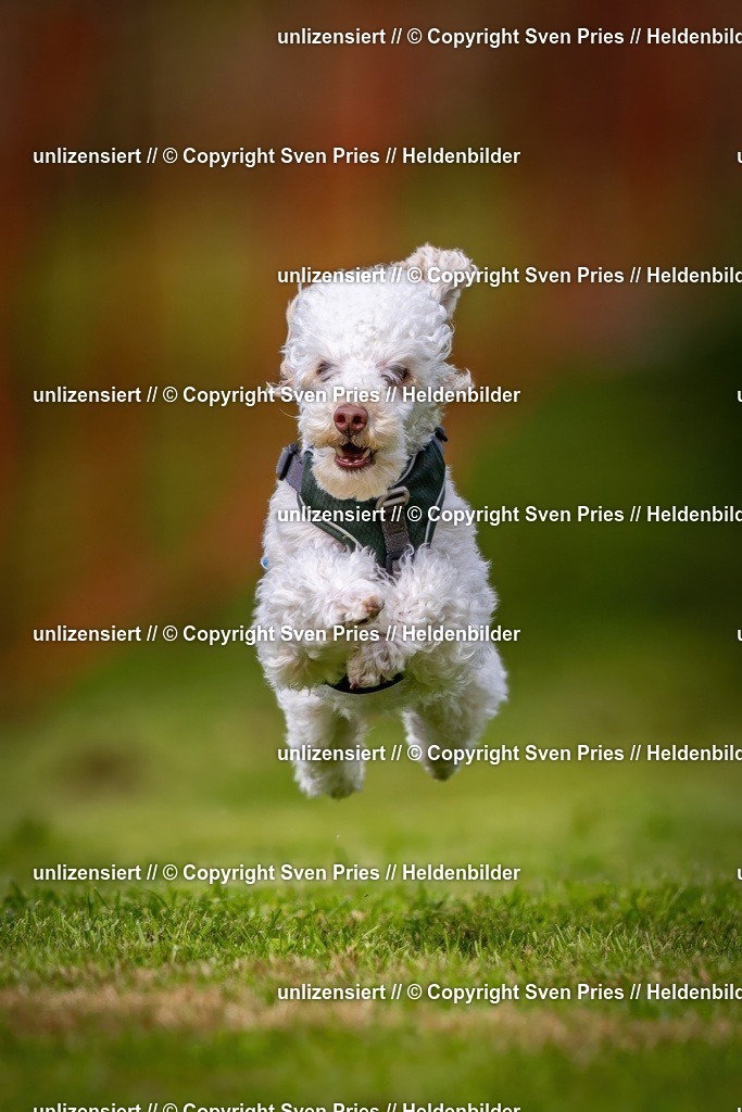 Sven Pries | 2024-09-22 - Hunderennen Baden-BadenPudelverein - Realisiert mit Pictrs.com