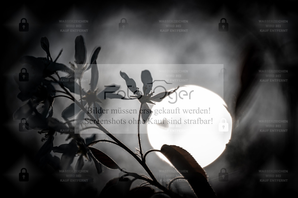 Silhouette im Mondlicht – Blüte im Gegenlicht | Eine zarte Blüte im Spiel von Licht und Schatten: Das helle Licht im Hintergrund zeichnet feine Konturen und lässt die Pflanze als geheimnisvolle Silhouette erscheinen.Ein stilles, fast poetisches Motiv, das Ruhe und Tiefe ausstrahlt – ideal für Räume, die Atmosphäre und Ausdruck suchen. - Realisiert mit Pictrs.com