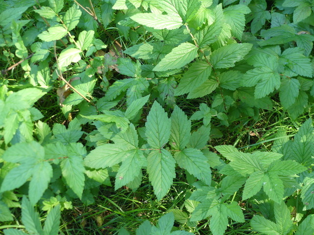 Fiederspiere | Verkauf von Fotos und  Videoclips zumThema Natur.Motive sind Pflanzen, Tiere, Landschaftenund Wetter - Realisiert mit Pictrs.com