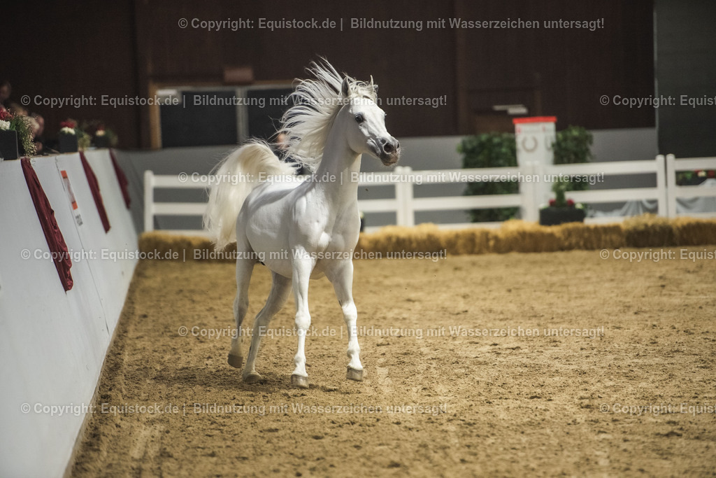 20240302_Hengstvorstellung_Marbach_TOMsPiC_1141 | equistock