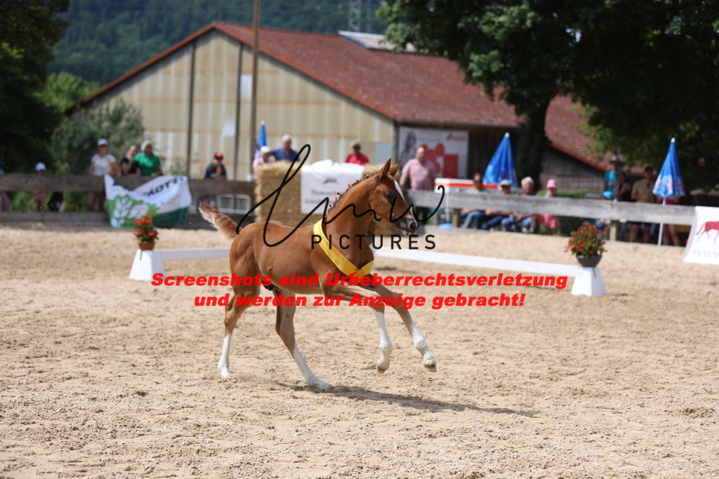 Fohlenschau_Schwäbisch_Hall_springbetonte_Fohlen_SIEGERFOHLEN_KN 22_22 | lmwpictures - Realisiert mit Pictrs.com