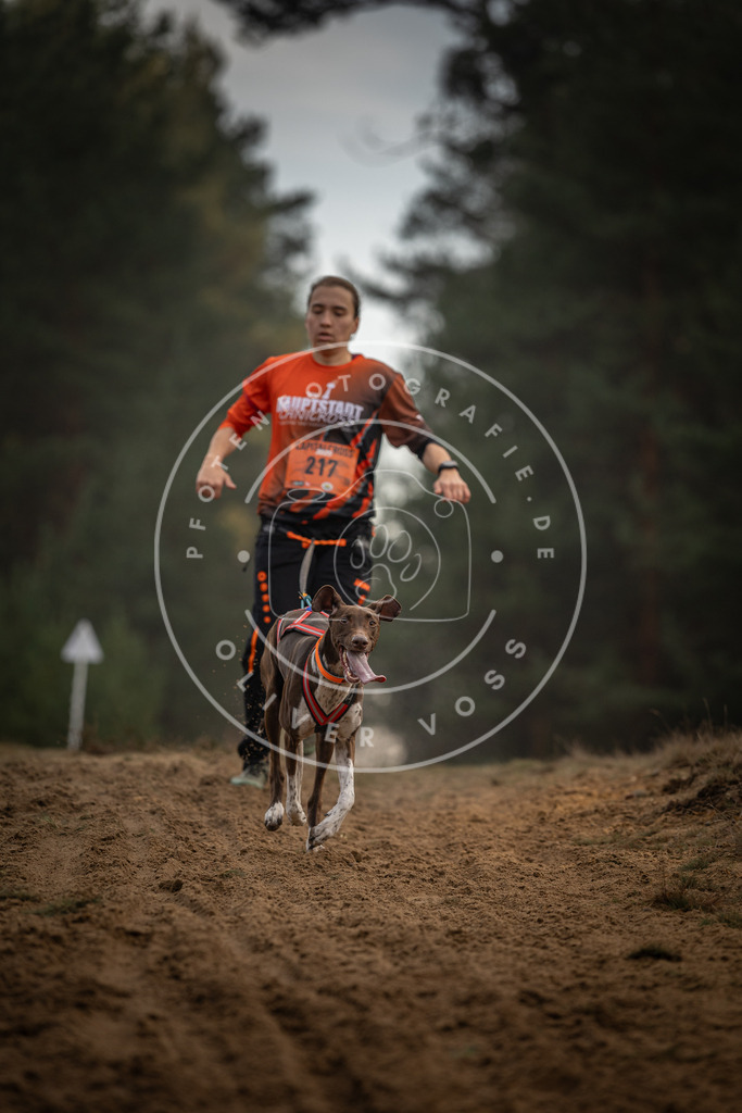 Pfotenfotografie_DV3A5284 | Hundefotografie, Tierfotograf, Pfotenfotografie, Fotoshooting Hund, Hunde Portrait, Hundesport, Hundeportraits, Heideshooting, Hunde, Sportfotograf, Hundefotograf, Turnierhundsport, THS,  - Realisiert mit Pictrs.com