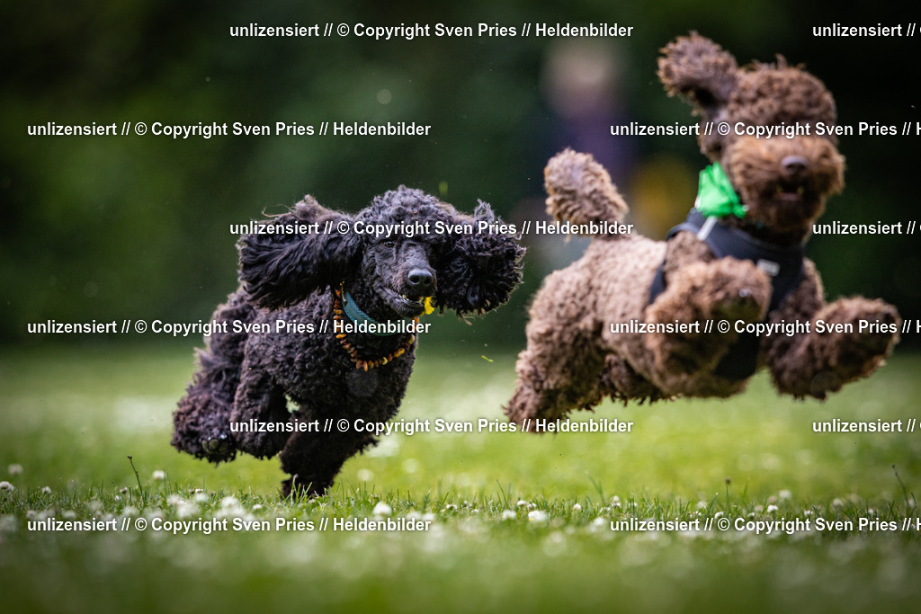 Sven Pries | 2025-05-29 - Pudelrennen KA-Durlach - Realisiert mit Pictrs.com