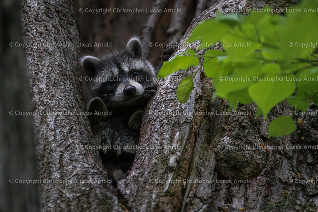 Waschbär Nachwuchs | bildkomponist - Realisiert mit Pictrs.com