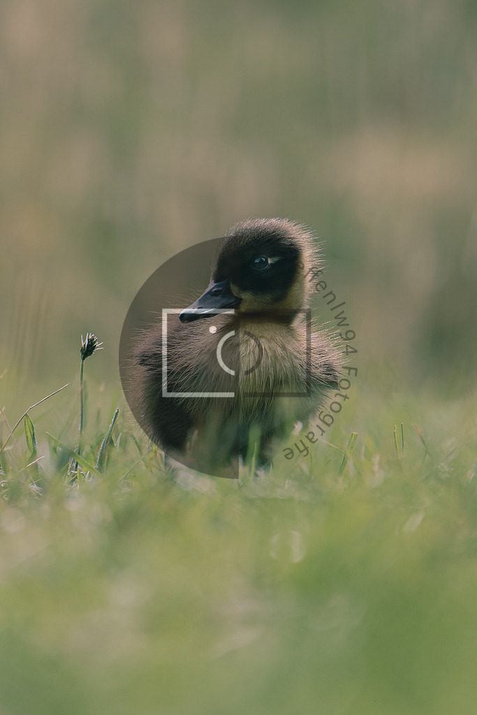 Wandbild Pommernenten Küken | Ich bin Fotograf und auf meiner Webseite hast du die Möglichkeit meine fotografie als Wandbilder druckfertig für dein Zuhause zu bestellten. - Realisiert mit Pictrs.com