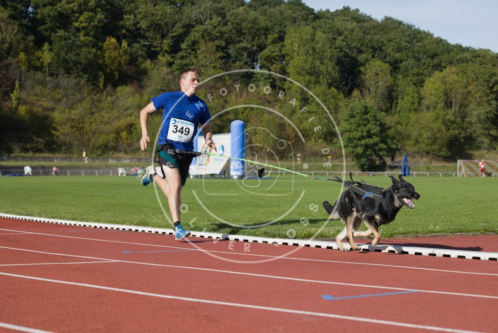 0L8A9503 | Hundefotografie, Tierfotograf, Pfotenfotografie, Fotoshooting Hund, Hunde Portrait, Hundesport, Hundeportraits, Heideshooting, Hunde, Sportfotograf, Hundefotograf, Turnierhundsport, THS,  - Realisiert mit Pictrs.com
