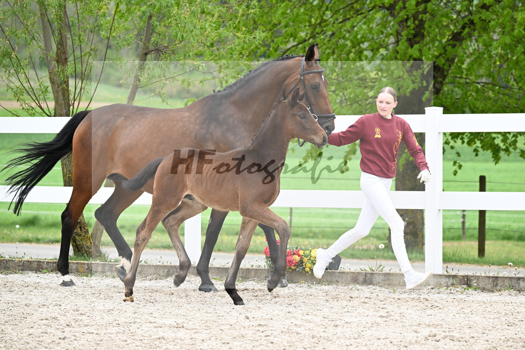 Kat-Nr. 28 HF Fair Deal x Dante Weltino_Locher_23260987 | hf-fotografie - Realisiert mit Pictrs.com