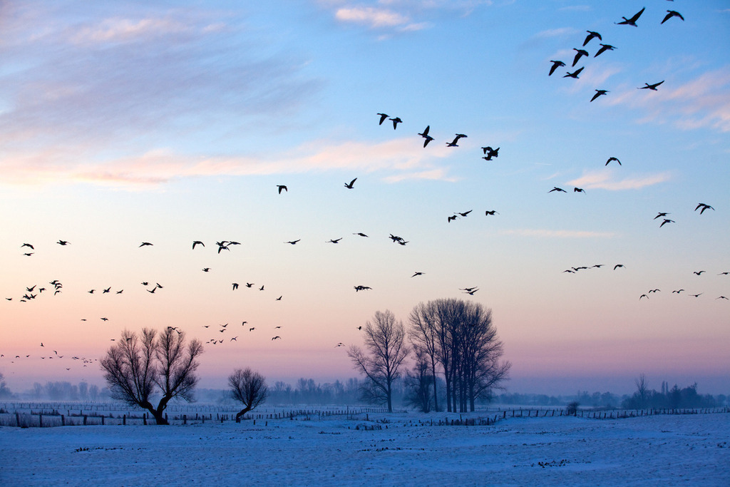 121208-170 | Europa, DEU, Deutschland, Nordrhein Westfalen, NRW, Rheinland, Niederrhein, Xanten, Naturschutzgebiet Xantener Altrhein, Bislicher Insel, Typische Landschaft, Morgenstimmung, Daemmerung, Winter, Schnee, Wildgaense, Nebel, Dunst, Kategorien und Themen, Natur, Umwelt, Landschaft, Jahreszeiten, Stimmungen, Landschaftsfotografie, Landschaften, Landschaftsphoto, Landschaftsphotographie, Naturschutz, Naturschutzgebiete, Landschaftsschutz, Biotop, Biotope, Landschaftsschutzgebiete, Landschaftsschutzgebiet, Oekologie, Oekologisch, Typisch, Landschaftstypisch, Landschaftspflege....[Fuer die Nutzung gelten die jeweils gueltigen Allgemeinen Liefer-und Geschaeftsbedingungen. Nutzung nur gegen Verwendungsmeldung und Nachweis. Download der AGB unter http://www.image-box.com oder werden auf Anfrage zugesendet. Freigabe ist vorher erforderlich. Jede Nutzung des Fotos ist honorarpflichtig gemaess derzeit gueltiger MFM Liste - Kontakt, Uwe Schmid-Fotografie, Duisburg, Tel. (+49).2065.677997, fotofinder@image-box.com, www.image-box.com] - Realisiert mit Pictrs.com