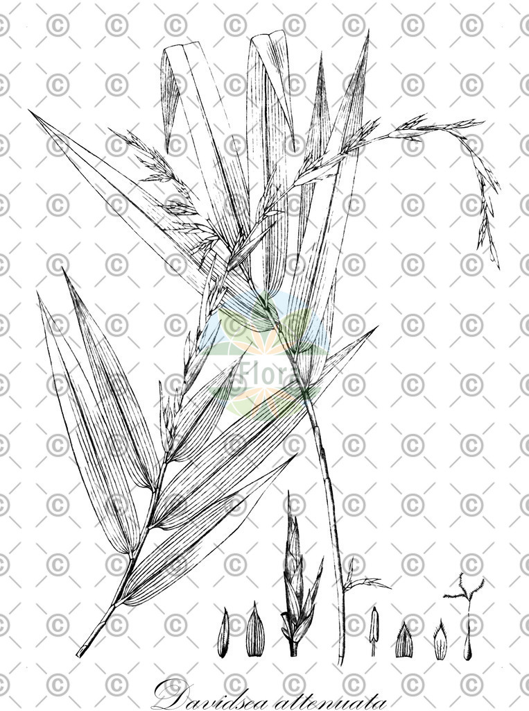 HistAbb_wfo-0000638809_1_ENZY_Simple | Historische Abbildung von Davidsea attenuata - Poaceae | Historical Illustration of Davidsea attenuata - Poaceae