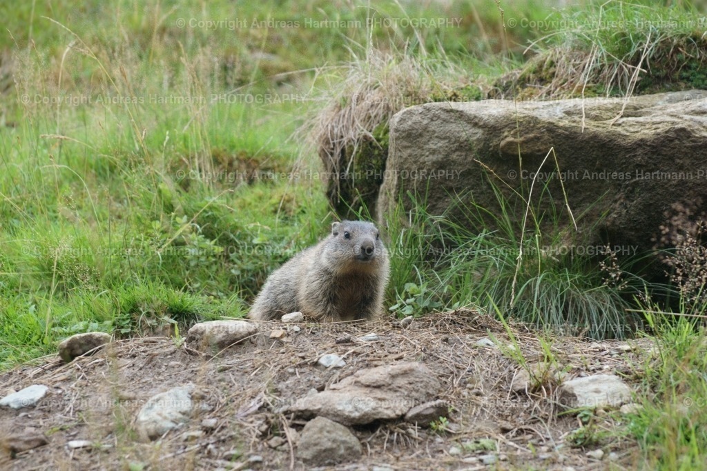 Murmeltier | Murmeltier - Realisiert mit Pictrs.com