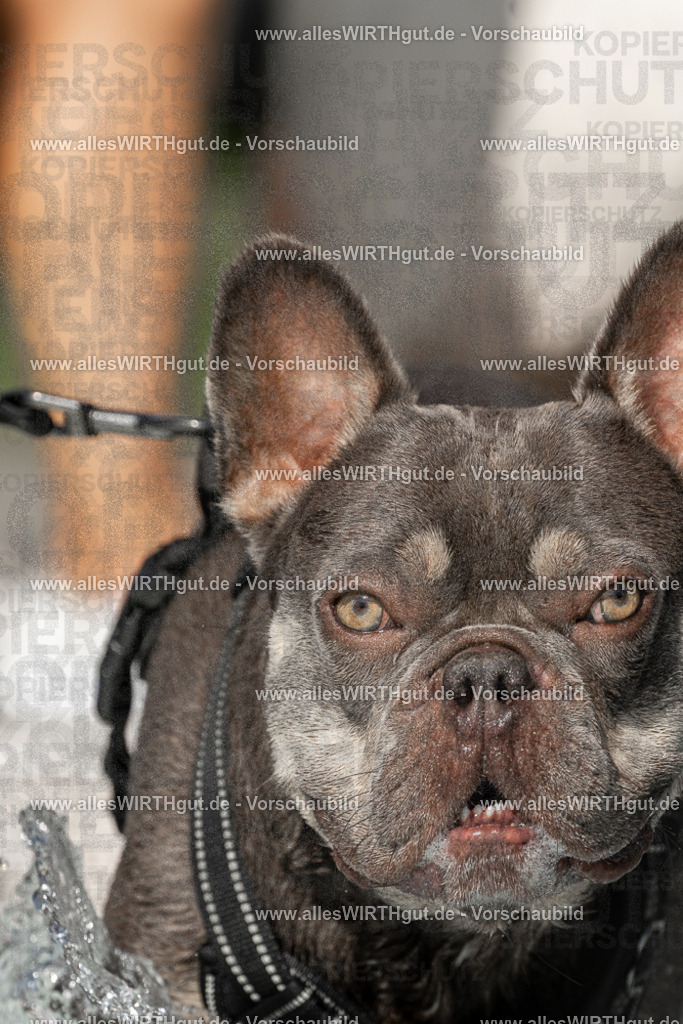 Hundeschwimmen_Volksbad_2026-allesWIRTHgut_Tierfotografie-2609061524-FAY07207 | Professionelle Tierfotografie in Mönchengladbach von Daniel Wirth (allesWIRTHgut). Liebevolle & natürliche Bilder von Hunden & Katzen für unvergessliche Erinnerungen.