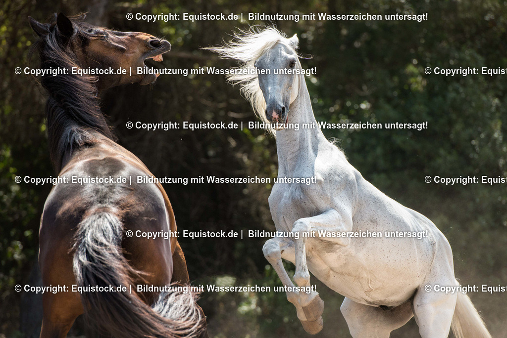 20160613_K__mpfende_Pferde_0001 | Foto: Thomas Hartig