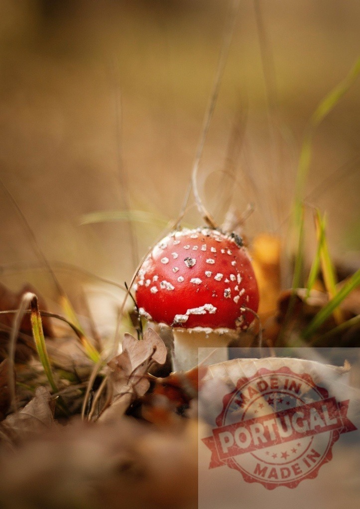 Amanita muscaria mushroom growing on forest floor in autumn | Red and white fly agaric mushroom flourishing in natural woodland habitat - Realisiert mit Pictrs.com