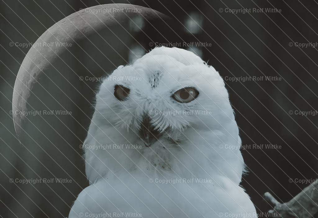 Schneeeule1 | Rolf Wittke  - Realisiert mit Pictrs.com