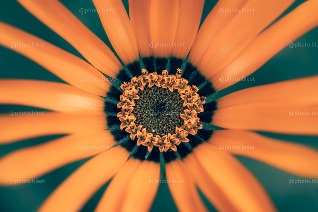 Im Blütensog | Eine Blüte von oben. - Realisiert mit Pictrs.com