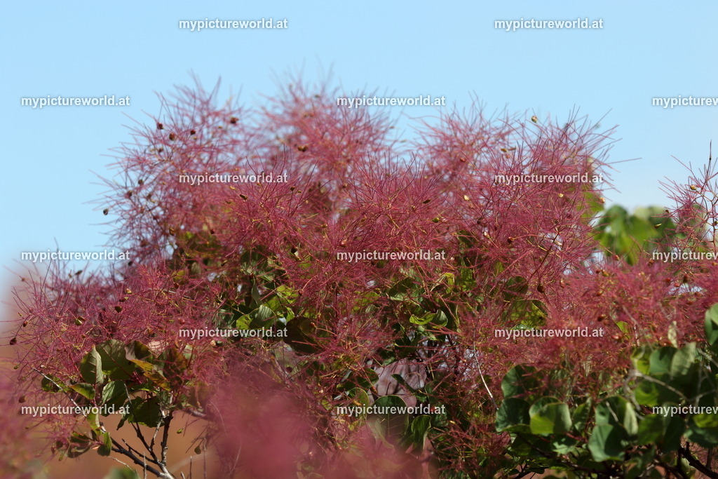 Perückenstrauch-027 | Das Bilderarchiv über Tiere, Planzen und Landschaften. In der Bilddatenbank finden Sie ein große Auswahl an hochwertigen Bilder für Ihre Werbung - Realisiert mit Pictrs.com