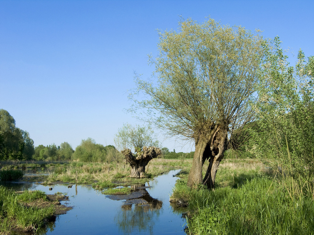 080508-042 | Europa, DEU, Deutschland, Nordrhein Westfalen, NRW, Rheinland, Niederrhein, Krefeld, Naturschutzgebiet Riethbenden, Altstromrinne, Vegetation, Botanik, Pflanzen, Baum, Weide, Typische Kopfweide, Kategorien und Themen, Natur, Umwelt, Landschaft, Jahreszeiten, Stimmungen, Landschaftsfotografie, Landschaften, Landschaftsphoto, Landschaftsphotographie, Naturschutz, Naturschutzgebiete, Landschaftsschutz, Biotop, Biotope, Landschaftsschutzgebiete, Landschaftsschutzgebiet, Oekologie, Oekologisch, Typisch, Landschaftstypisch, Landschaftspflege......[Fuer die Nutzung gelten die jeweils gueltigen Allgemeinen Liefer-und Geschaeftsbedingungen. Nutzung nur gegen Verwendungsmeldung und Nachweis. Download der AGB unter http://www.image-box.com oder werden auf Anfrage zugesendet. Freigabe ist vorher erforderlich. Jede Nutzung des Fotos ist honorarpflichtig gemaess derzeit gueltiger MFM Liste - Kontakt, Uwe Schmid-Fotografie, Duisburg, Tel. (+49).2065.677997, ..archiv@image-box.com, www.image-box.com] - Realisiert mit Pictrs.com