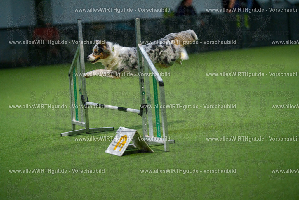 7R509559 | Professionelle Tierfotografie in Mönchengladbach von Daniel Wirth (allesWIRTHgut). Liebevolle & natürliche Bilder von Hunden & Katzen für unvergessliche Erinnerungen.