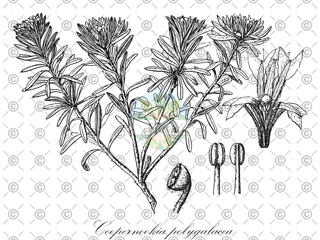 HistAbb_wfo-0000165230_1_ENZY_Simple | Historische Abbildung von Coopernookia polygalacea - Goodeniaceae | Historical Illustration of Coopernookia polygalacea - Goodeniaceae