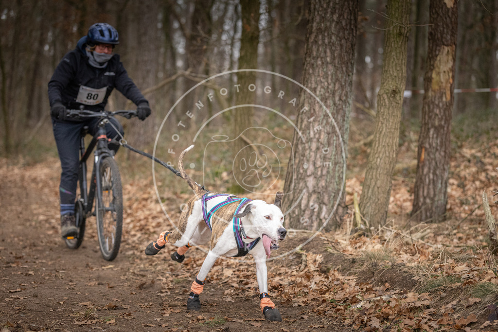 Pfotenfotografie_DV3A5685 | Hundefotografie, Tierfotograf, Pfotenfotografie, Fotoshooting Hund, Hunde Portrait, Hundesport, Hundeportraits, Heideshooting, Hunde, Sportfotograf, Hundefotograf, Turnierhundsport, THS,  - Realisiert mit Pictrs.com
