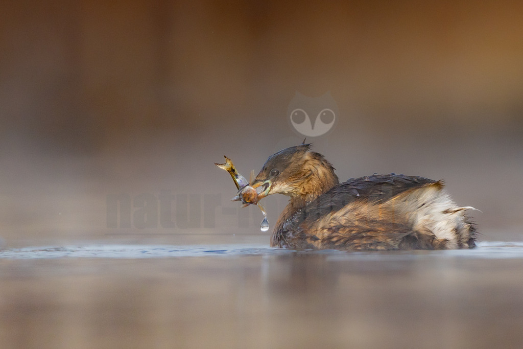 R5M22714_20251220 | Ein Zwergtaucher (Tachybaptus ruficollis) schwimmt im Wasser und hat einen kleinen Fisch im Schnabel gefangen. Ein Wassertropfen hängt von seinem Schnabel herab, was die Interaktion des Fangs und Fressens verdeutlicht. - Realisiert mit Pictrs.com