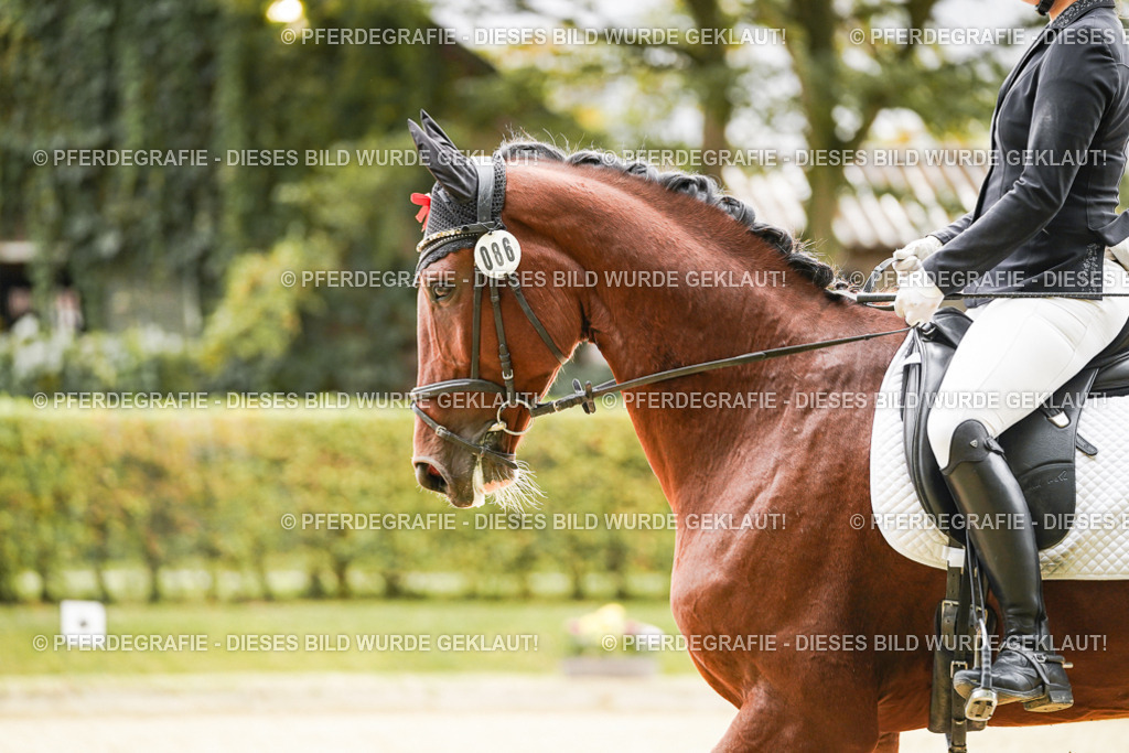 DSC03192 | Pferdegrafie