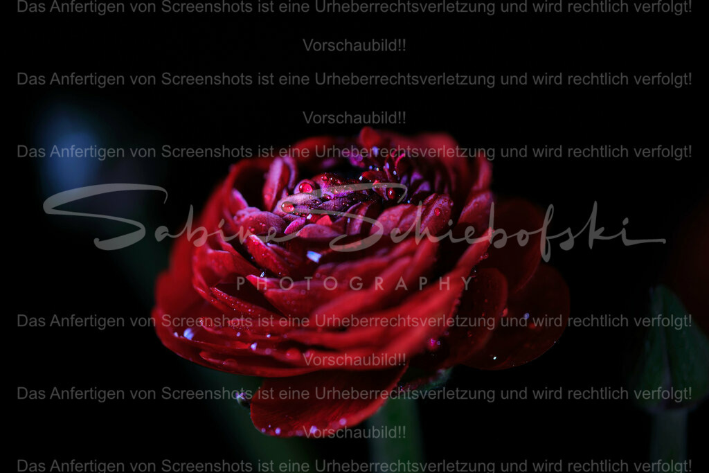 Wandbild edle rote Ranunkel | People- und Tierfotografie, Imageaufnahmen, Veranstaltungsfotografie und Wandbilder aus der Natur ★ Made in Germany ✔️ Druck + Downloads ✔️ Naturfotografie in Top Qualität ★ schneller Versand, weltweite Lieferung! - Realisiert mit Pictrs.com