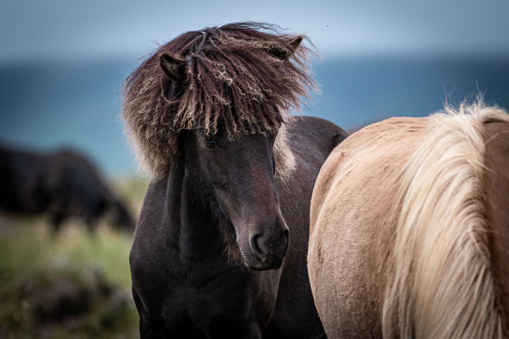 Islandpferde | freigereist - Realisiert mit Pictrs.com
