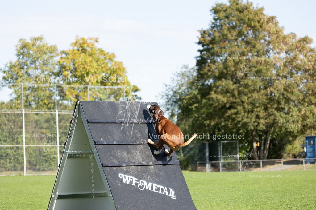 _16A6954 | Einzigartige Fotos von Hunden & Menschen –Actionfotos, Portraits, Vereinsaufnahmen & Paarshootings – authentisch, lebendig & mit Herz.