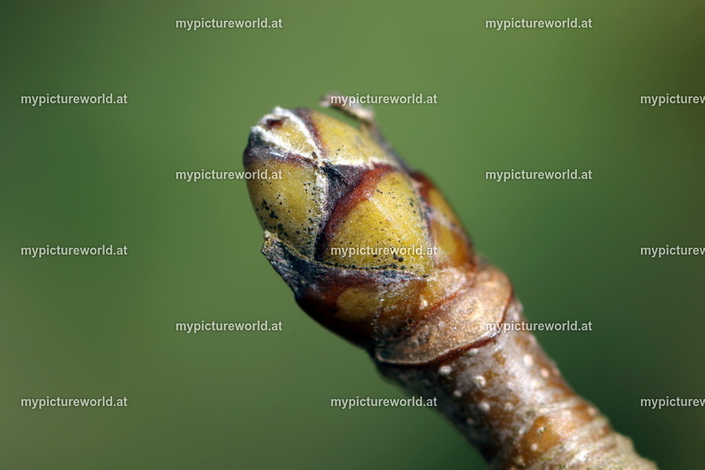 Berg-Ahorn-001 | Das Bilderarchiv über Tiere, Planzen und Landschaften. In der Bilddatenbank finden Sie ein große Auswahl an hochwertigen Bilder für Ihre Werbung - Realized with Pictrs.com