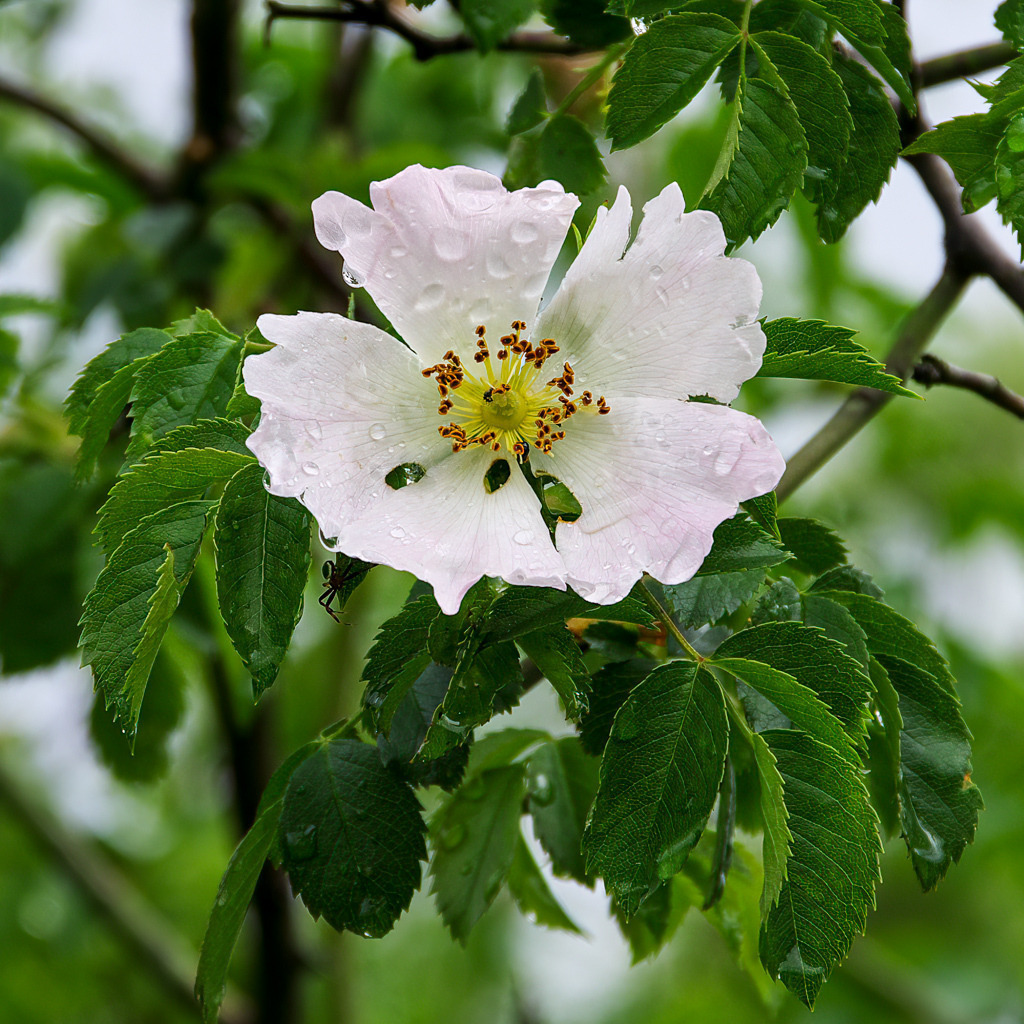Blüte einer Hunds-Rose bei Regen | Regen ist etwas tolles! So ein durchgezogener Regenschauer wertet die Pflanzenwelt nicht nur biologisch auf, sondern auch fotogen.  - Realisiert mit Pictrs.com