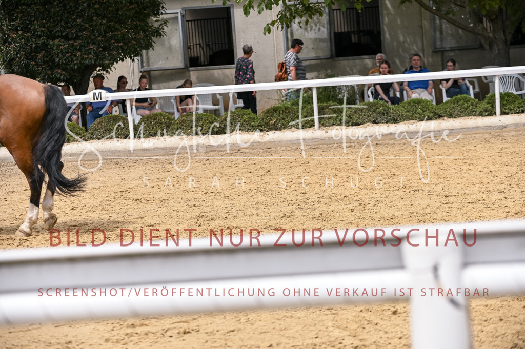 Schugtsche-Aluta25-55.Dressurreiterprf.L1Tr-136 | Schugtsche Fotografie - Realisiert mit Pictrs.com