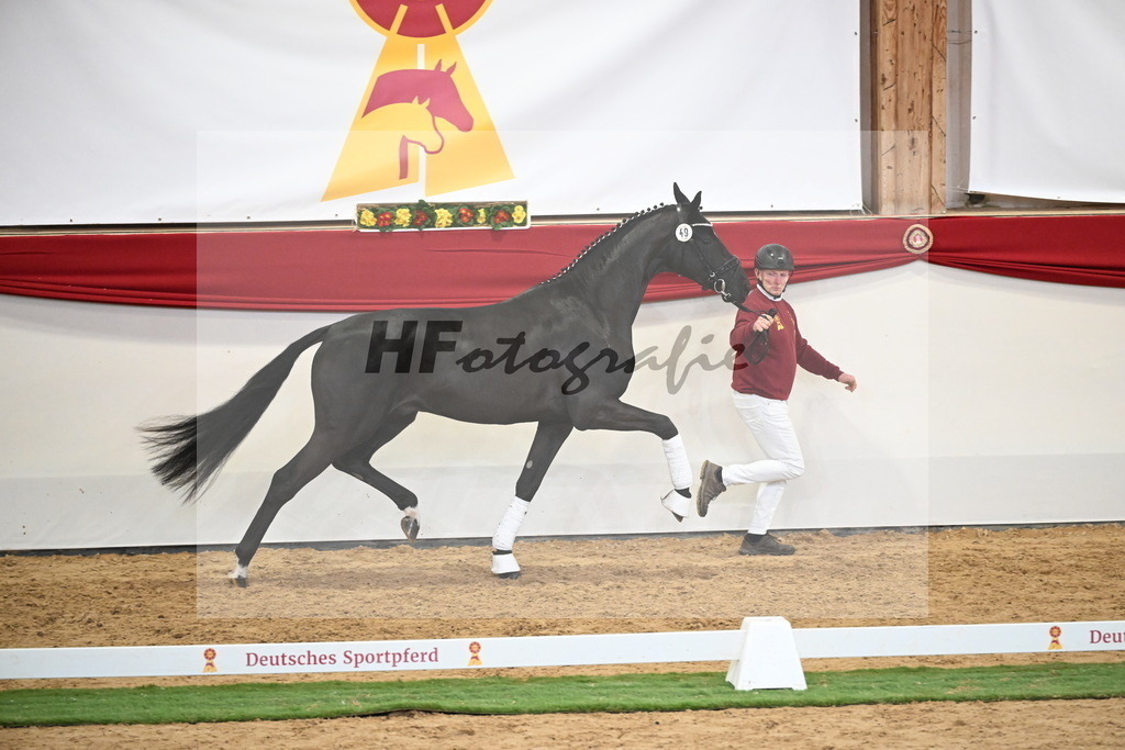Kat.-Nr. 49 v. Debutant PS_Greim_2250150 | hf-fotografie - Realisiert mit Pictrs.com
