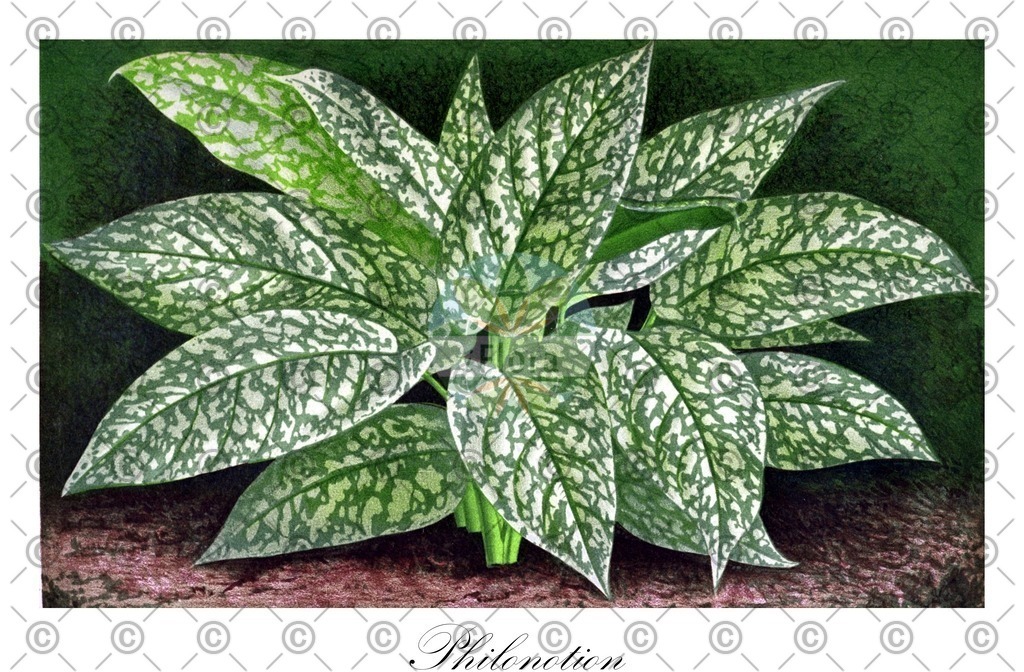 HistAbb_wfo-0001150872_1_ENZY_Simple | Historische Abbildung von Philonotion - Araceae | Historical Illustration of Philonotion - Araceae