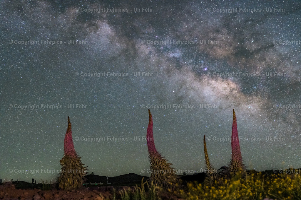 Tajinaste under the milky way - La Palma | Fehrpics - hochwertige Fotoprodukte rund um Landschaft, Natur, Sterne & Milchstraße. - Realisiert mit Pictrs.com