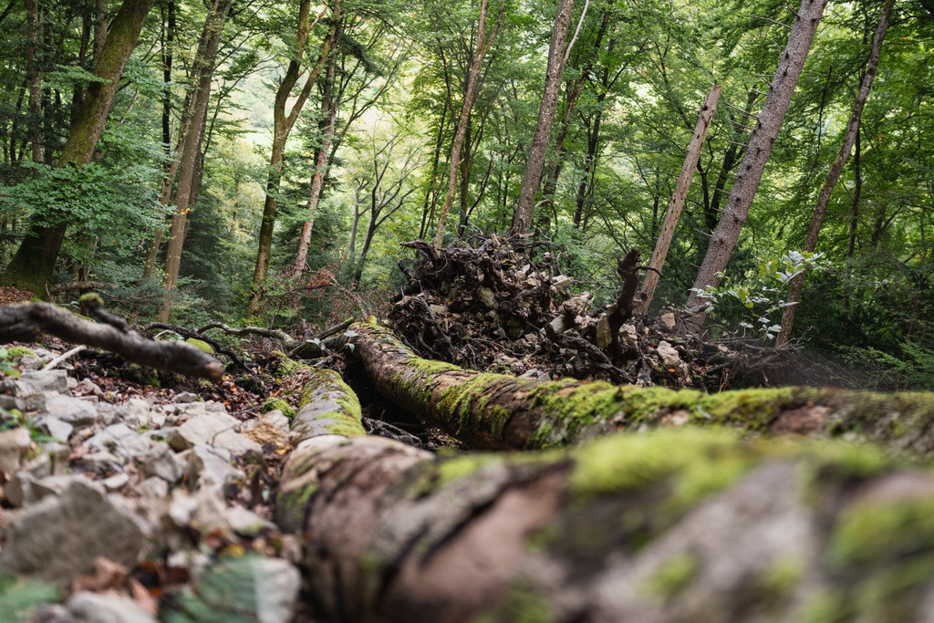 ZD250916092955 | Fotoshop von zweidimensional Fotografie. Ihr Fotograf im Aargau. Abzüge von Ihrem Fotobox Event bestellen.Abzüge von Ihrem Hochzeit bestellen.Abzüge von Ihrem Schulfotograf bestellen.