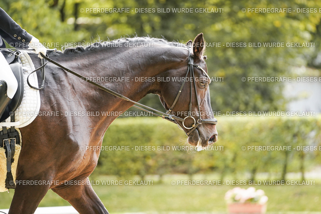 DSC00823 | Pferdegrafie