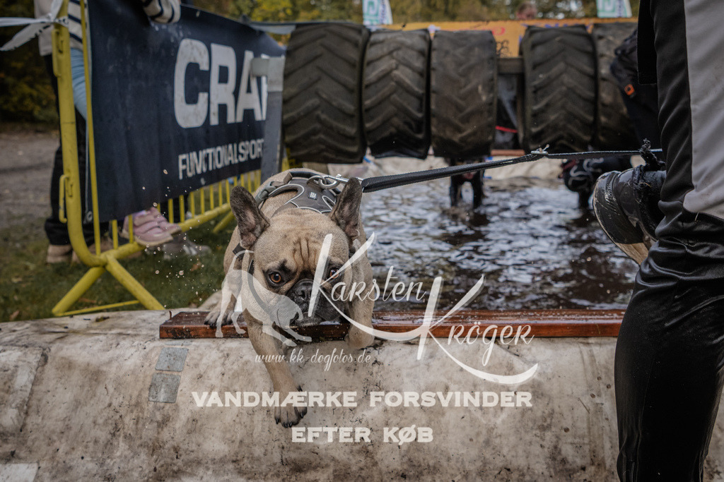 1451_ZZ90469 | kk-dogfotos