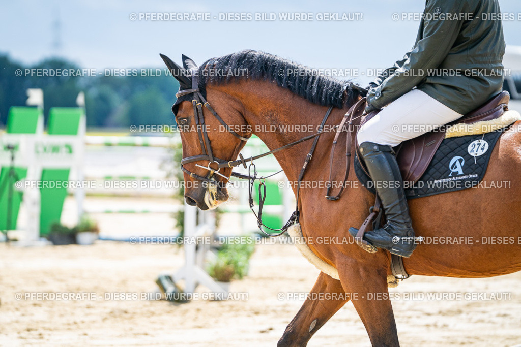 DSC05231 | Pferdegrafie